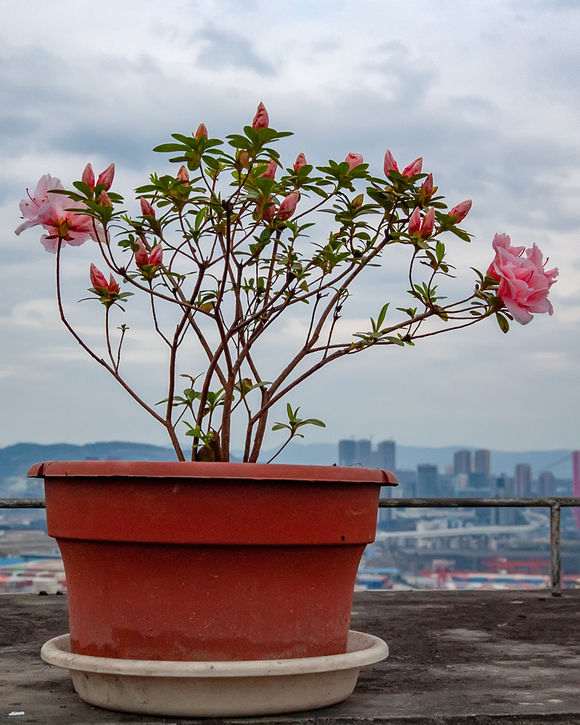 新买的杜鹃下山桩必须洗根吗 图片