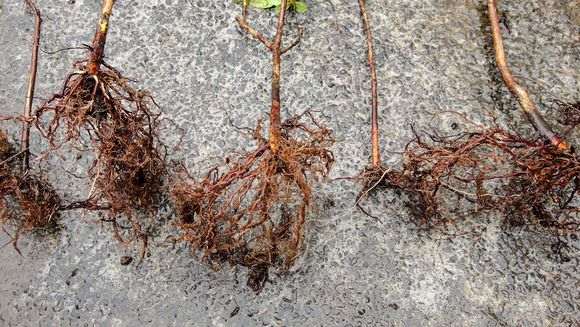 新买的杜鹃下山桩必须洗根吗 图片