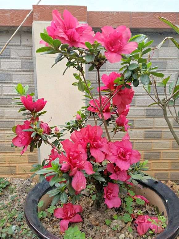 杜鹃下山桩一年开几次