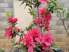 杜鹃下山桩一年开几次 还是常年开花 图片