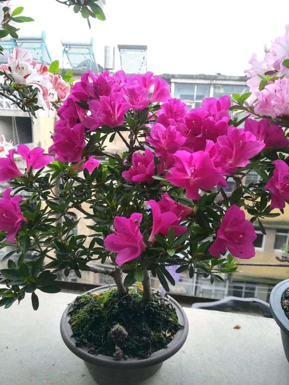 杜鹃下山桩养死N 盆 到底为什么 图片