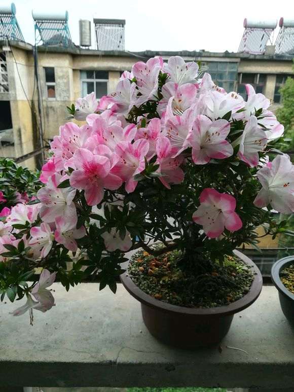 杜鹃下山桩养死N 盆 到底为什么 图片