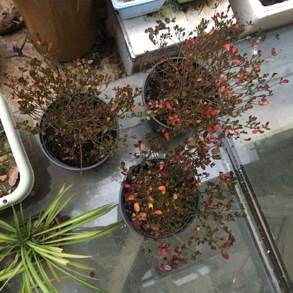 请问东洋杜鹃下山桩如何养护 图片