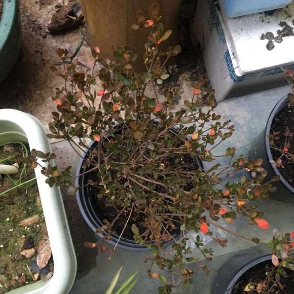 请问东洋杜鹃下山桩如何养护 图片