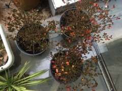 请问东洋杜鹃下山桩如何养护 图片