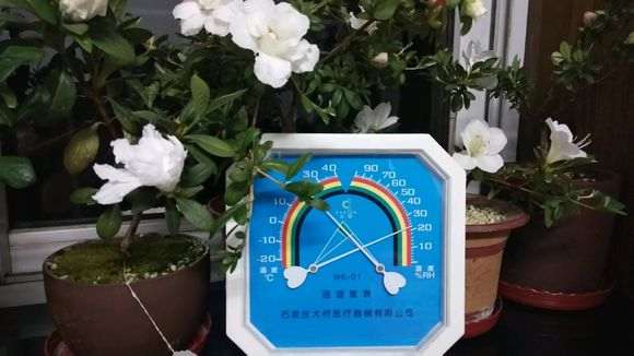杜鹃下山桩对湿度要求非常高吗 图片
