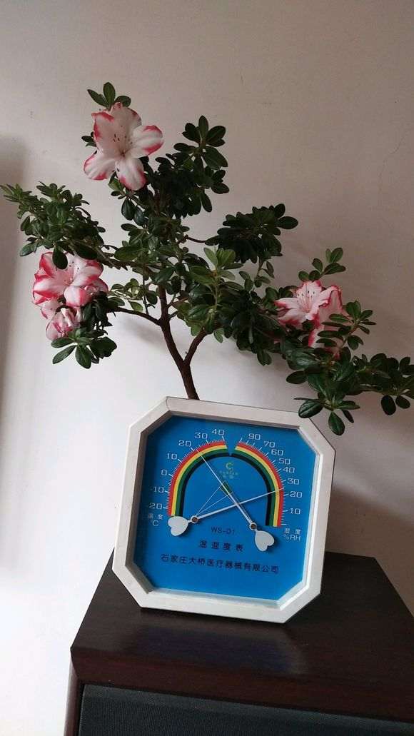 杜鹃下山桩对湿度要求非常高吗 图片