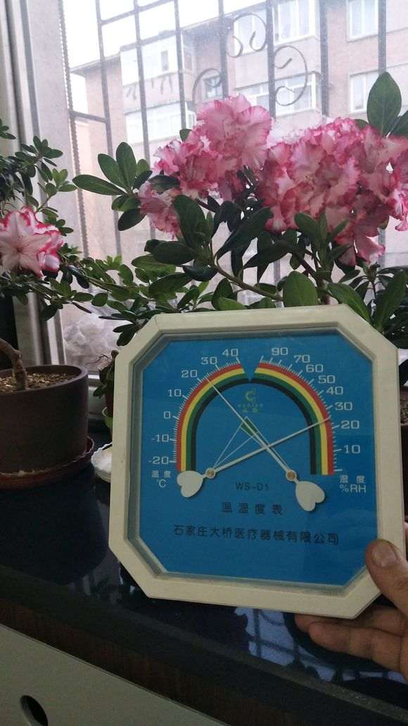 杜鹃下山桩对湿度要求非常高吗 图片