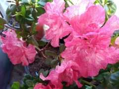 杜鹃下山桩可以用腐殖土种植吗 图片