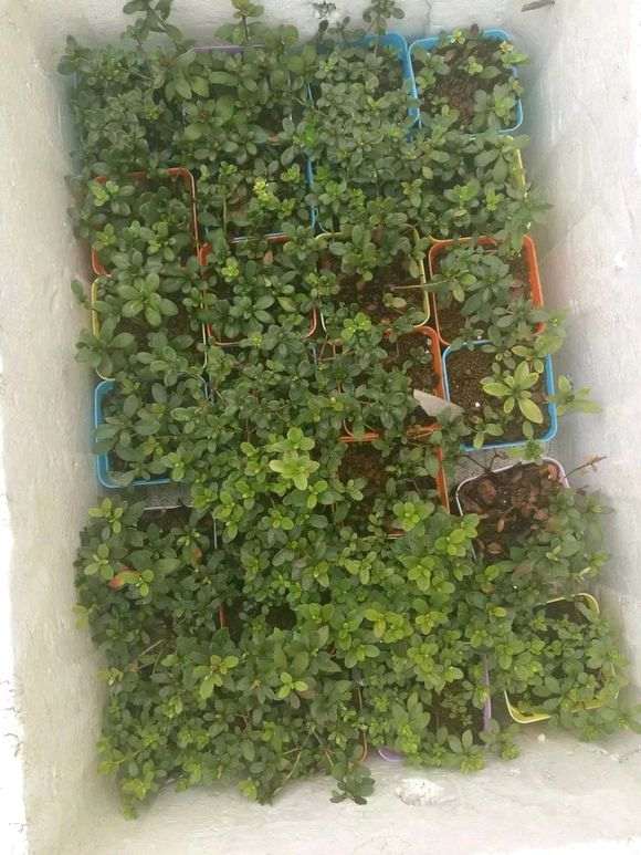 雾岛杜鹃下山桩怎么种植的方法