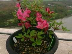 雾岛杜鹃下山桩怎么种植的方法 图片