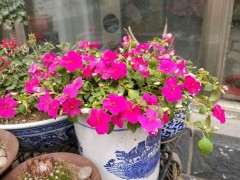 北京养杜鹃下山桩真没什么问题吗 图片