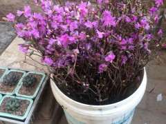 养杜鹃下山桩必选品种有哪些 图片