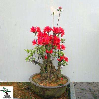 杜鹃下山桩根细 要薄肥勤施