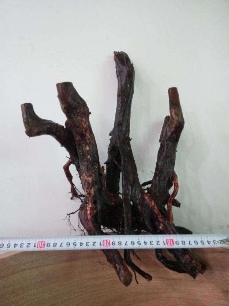 杜鹃下山桩根细 要薄肥勤施