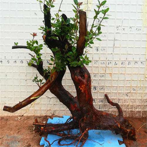 杜鹃下山桩根细 要薄肥勤施