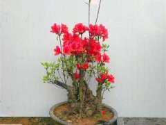 杜鹃下山桩根细 要薄肥勤施 图片