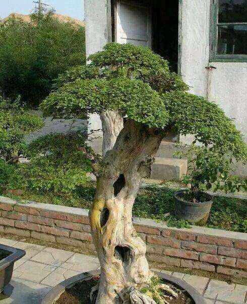 北方阳台族如何养好杜鹃下山桩花