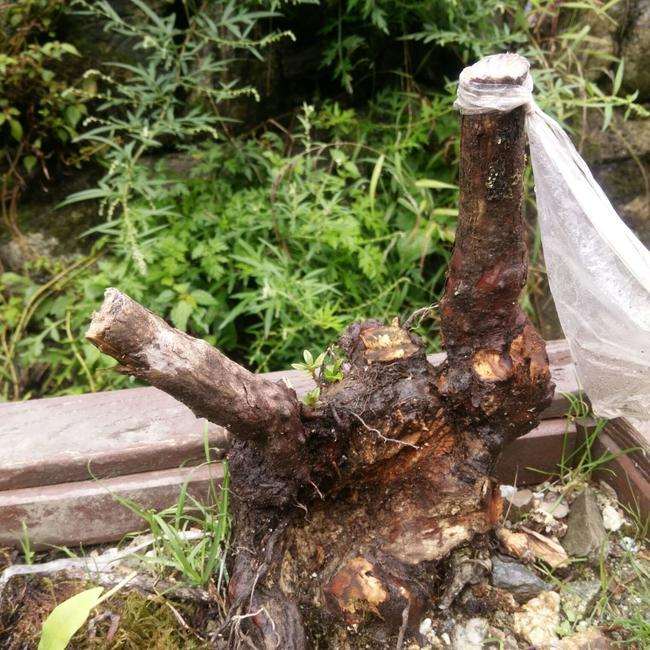 北方阳台族如何养好杜鹃下山桩花