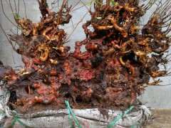 为什么北方养杜鹃下山桩比南方的难度大