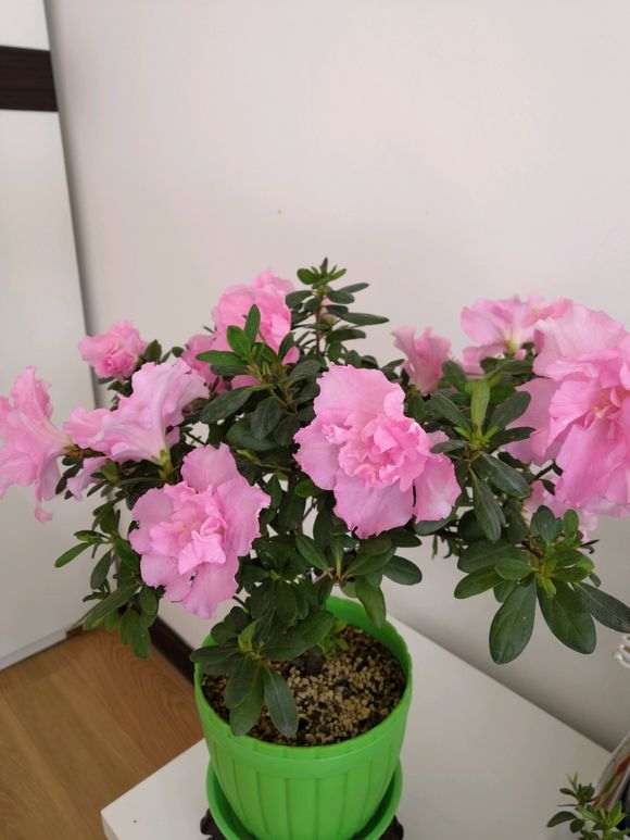 杜鹃下山桩花什么时候开花 图片