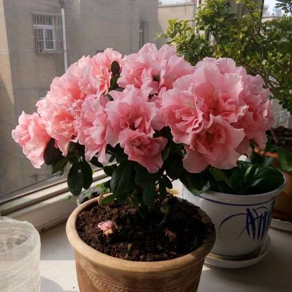 杜鹃下山桩花什么时候开花 图片