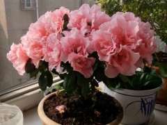 杜鹃下山桩花什么时候开花 图片