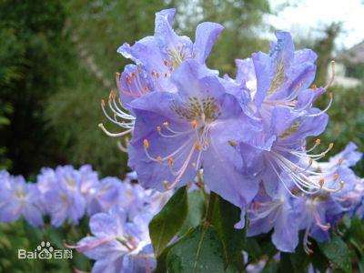 毛肋杜鹃为什么无法和普通杜鹃下山桩杂交