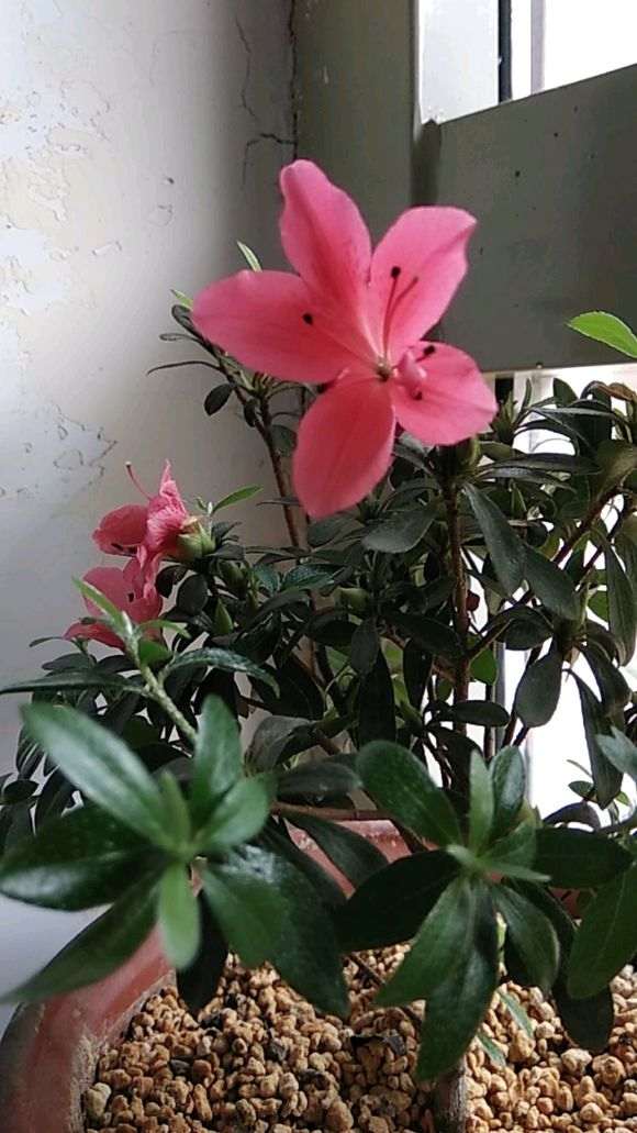 美国米叶杜鹃下山桩怎么施肥的方法