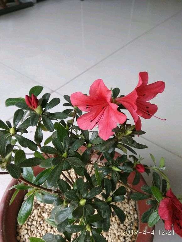 美国米叶杜鹃下山桩怎么施肥的方法