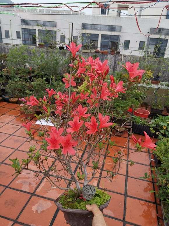 美国米叶杜鹃下山桩怎么施肥的方法