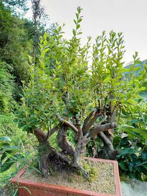 怎样西洋杜鹃下山桩多开花