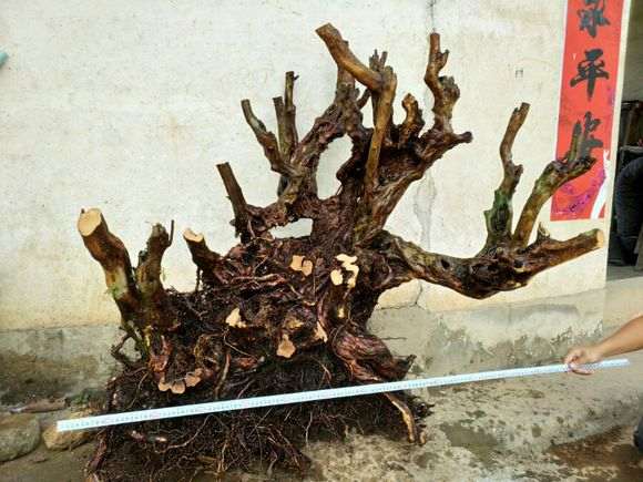 怎样使杜鹃下山桩花延期开花