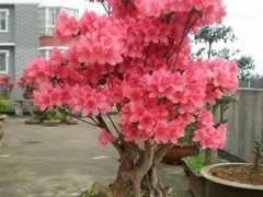 杜鹃下山桩花夏季叶片桔焦怎么办 图片