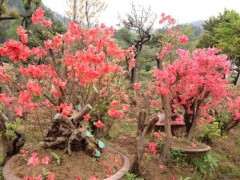 梅雨季节杜鹃下山桩花叶焦脱落怎么办 图片
