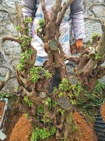 早春开花前 杜鹃下山桩怎么施肥