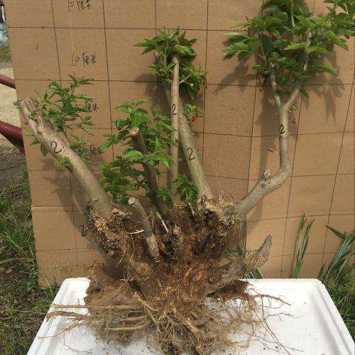 杜鹃下山桩怎么栽培繁殖的方法