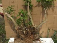 杜鹃下山桩怎么栽培繁殖的方法 图片