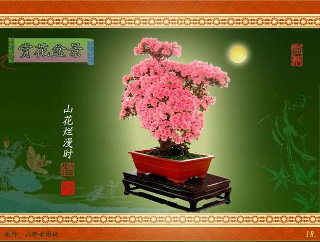 杜鹃下山桩花怎么养 教你一招 怎么都死不了