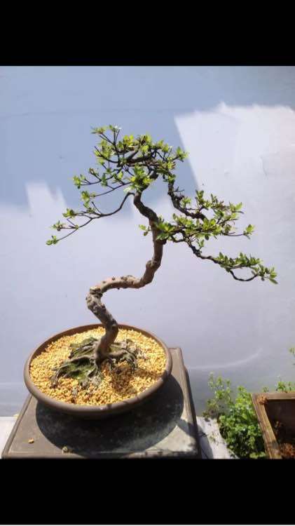 说说杜鹃下山桩怎么造型的方法 图片