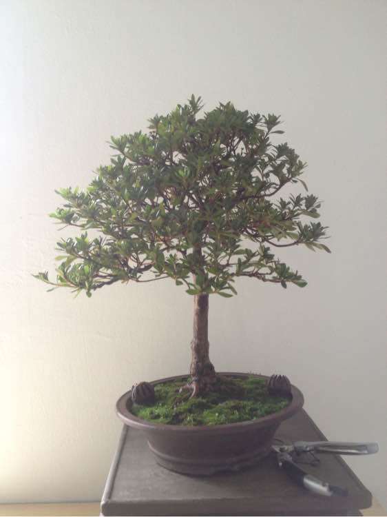 说说杜鹃下山桩怎么造型的方法 图片