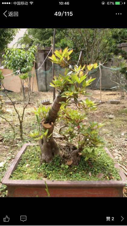 说说杜鹃下山桩怎么造型的方法 图片