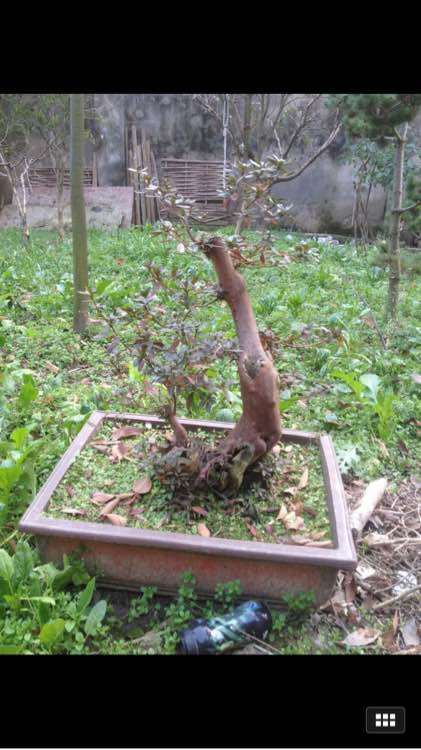 说说杜鹃下山桩怎么造型的方法 图片