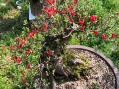 说说杜鹃下山桩怎么造型的方法 图片