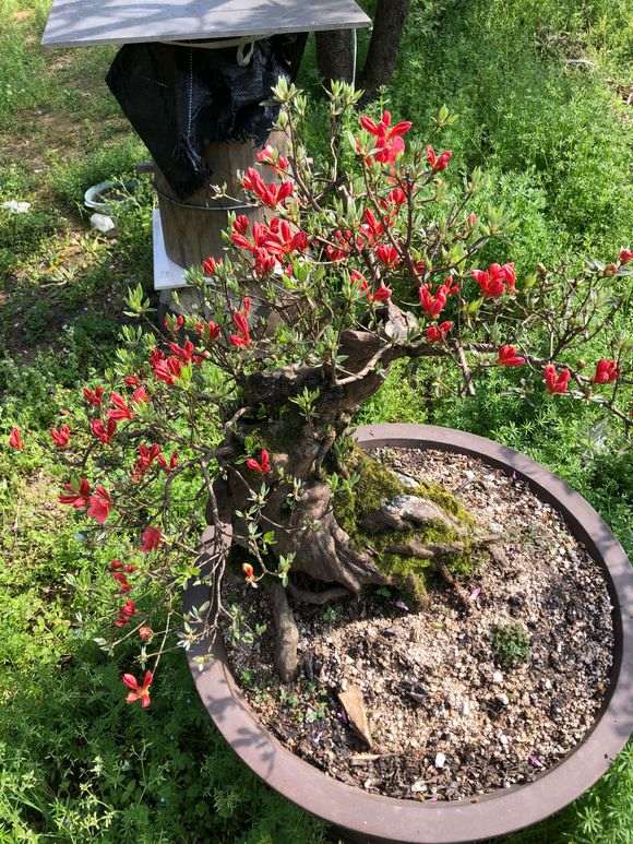 为什么安酷杜鹃下山桩花期长 花量大