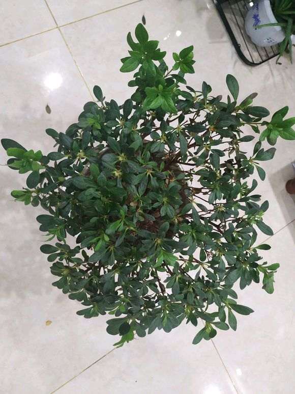 其实杜鹃下山桩很好养的 怎么养怎么活