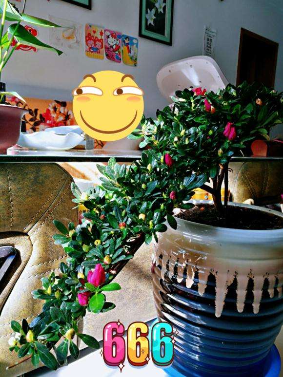 杜鹃下山桩用的什么肥呀 怎么保持开花啊