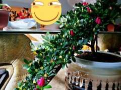 杜鹃下山桩用的什么肥呀 怎么保持开花啊