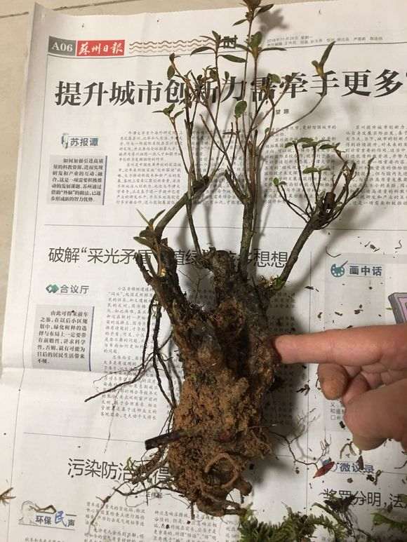 杜鹃下山桩怎么封蜡的方法