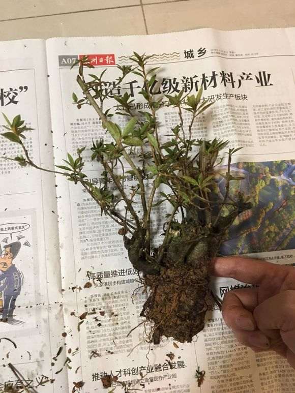 杜鹃下山桩怎么封蜡的方法